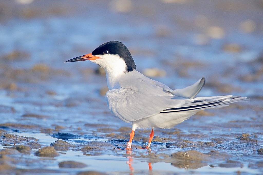 Roseate Tern by Scott Heron is licensed under CC BY-SA 2.0.